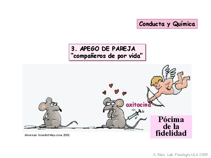 Conducta y Química 3. APEGO DE PAREJA “compañeros de por vida” oxitocina American Scientist
