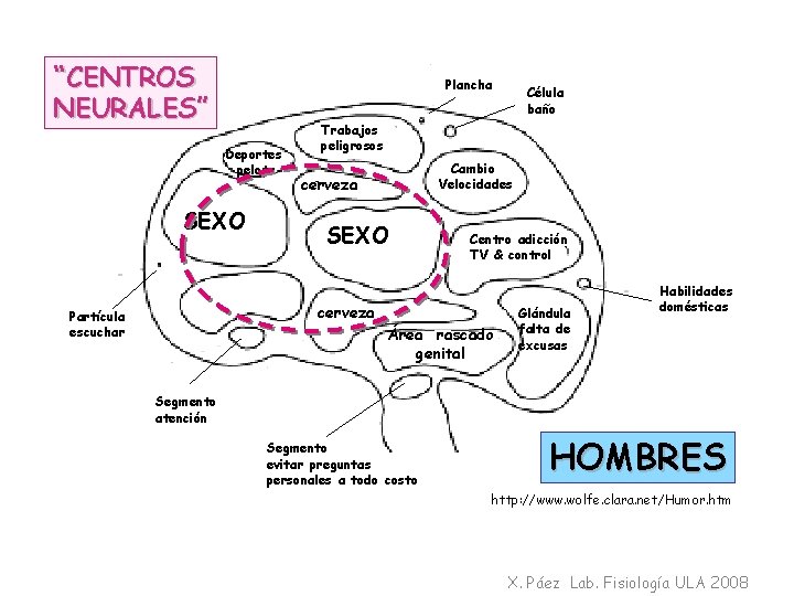 “CENTROS NEURALES” Plancha Deportes pelota SEXO Trabajos peligrosos Cambio Velocidades cerveza SEXO Centro adicción
