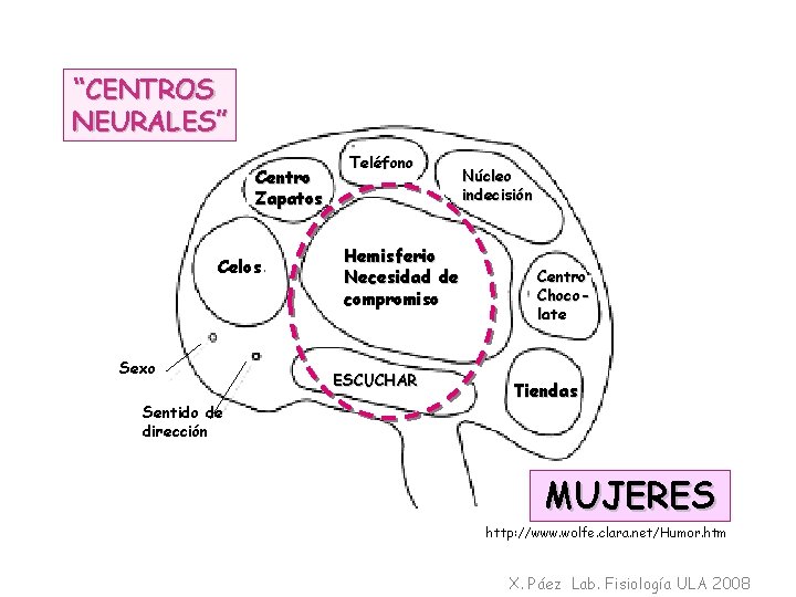 “CENTROS NEURALES” Centro Zapatos Celos Sexo Sentido de dirección Teléfono Hemisferio Necesidad de compromiso
