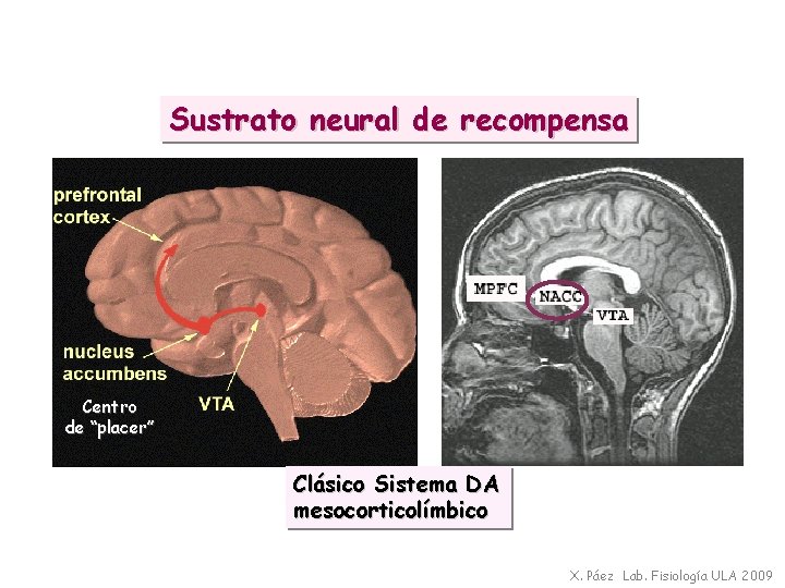 Sustrato neural de recompensa Centro de “placer” Clásico Sistema DA mesocorticolímbico X. Páez Lab.