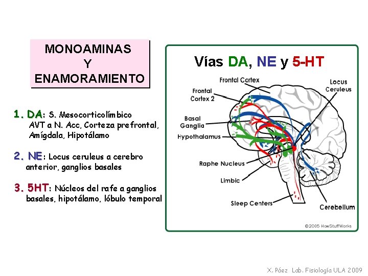 MONOAMINAS Y ENAMORAMIENTO Vías DA, NE y 5 -HT 1. DA: S. Mesocorticolímbico AVT