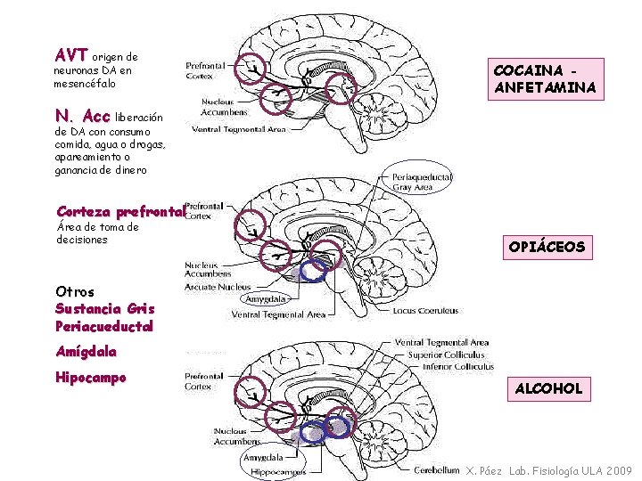 AVT origen de neuronas DA en mesencéfalo COCAINA ANFETAMINA N. Acc liberación de DA