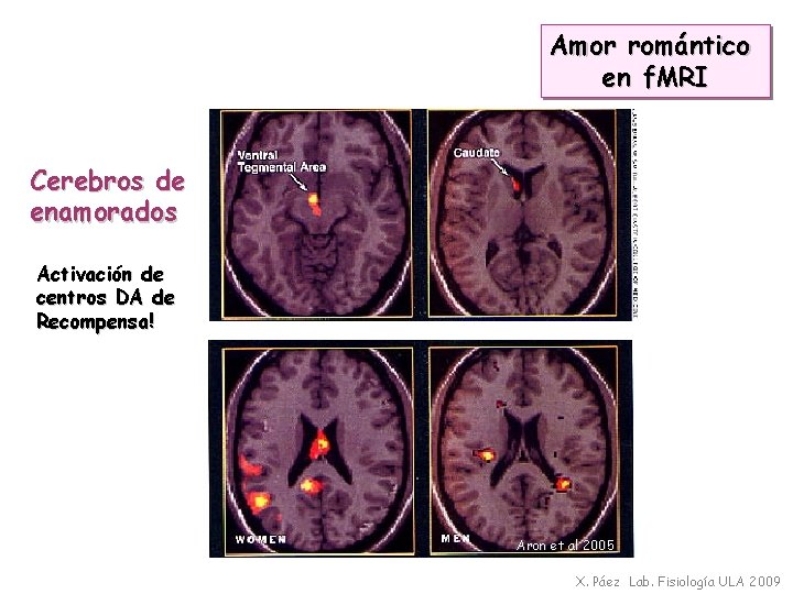 Amor romántico en f. MRI Cerebros de enamorados Activación de centros DA de Recompensa!