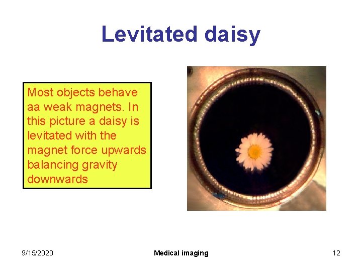 Levitated daisy Most objects behave aa weak magnets. In this picture a daisy is Levitated daisy Most objects behave aa weak magnets. In this picture a daisy is