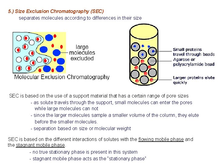 5. ) Size Exclusion Chromatography (SEC) separates molecules according to differences in their size