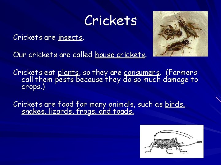Crickets are insects. Our crickets are called house crickets. Crickets eat plants, so they