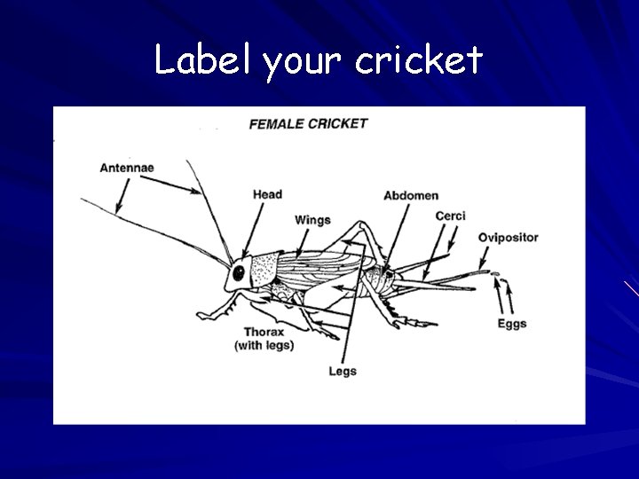 Label your cricket 