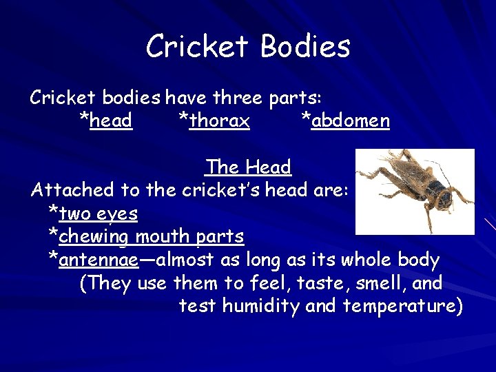 Cricket Bodies Cricket bodies have three parts: *head *thorax *abdomen The Head Attached to