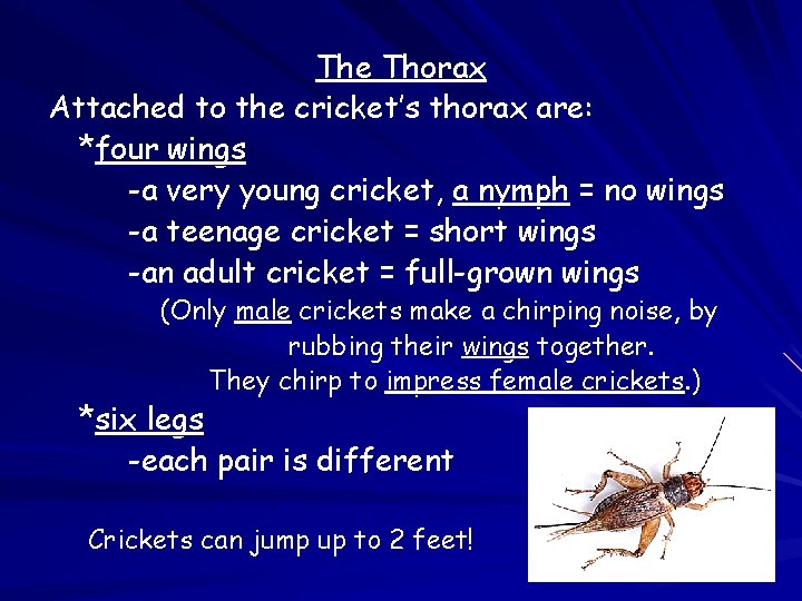 The Thorax Attached to the cricket’s thorax are: *four wings -a very young cricket,