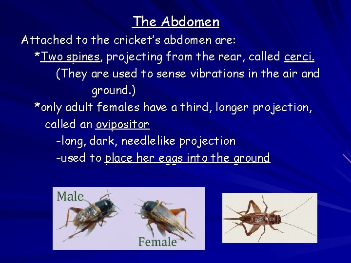 The Abdomen Attached to the cricket’s abdomen are: *Two spines, projecting from the rear,