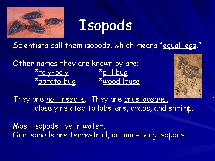 Isopods Scientists call them isopods, which means “equal legs. ” Other names they are