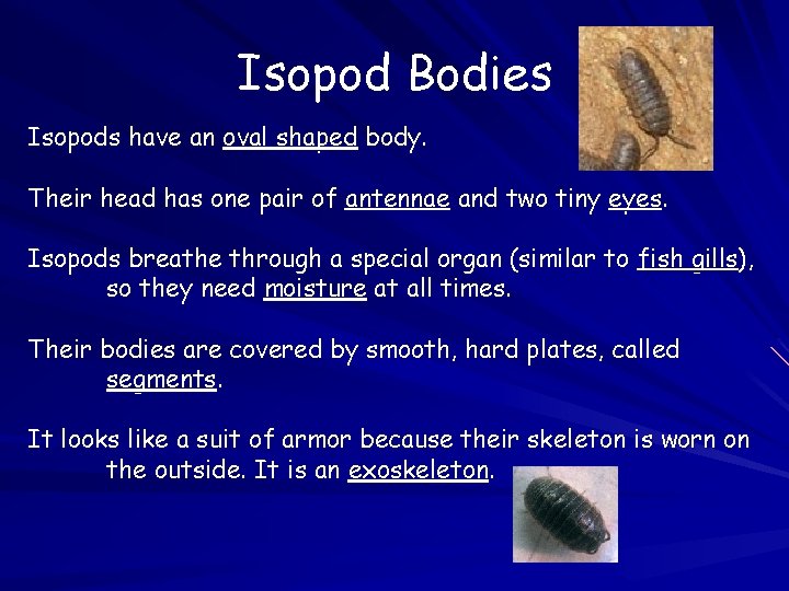 Isopod Bodies Isopods have an oval shaped body. Their head has one pair of