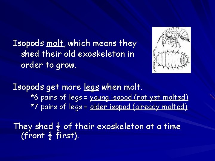 Isopods molt, which means they shed their old exoskeleton in order to grow. Isopods