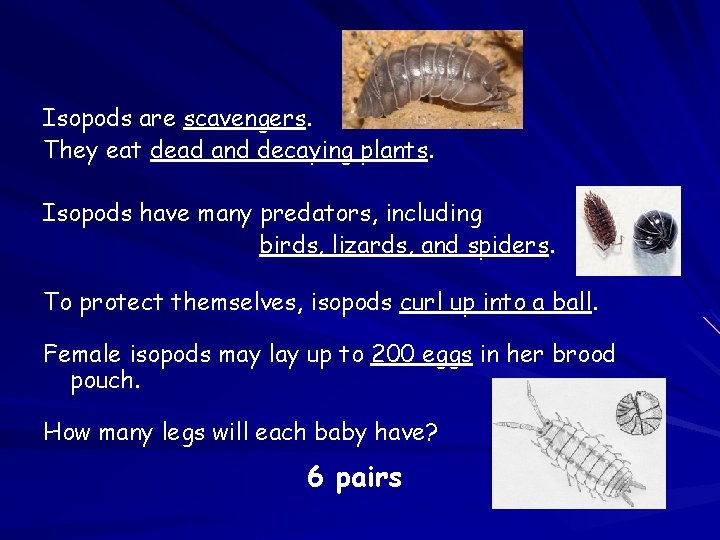 Isopods are scavengers. They eat dead and decaying plants. Isopods have many predators, including