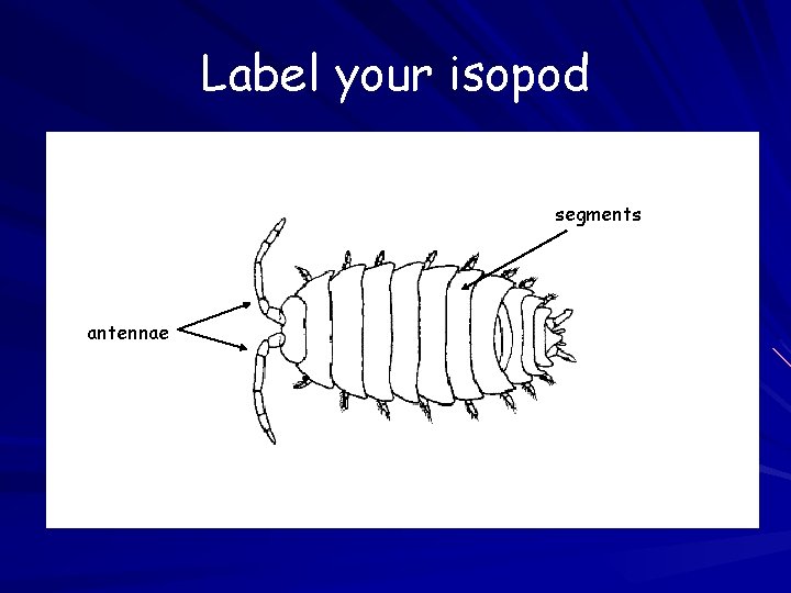 Label your isopod segments antennae 