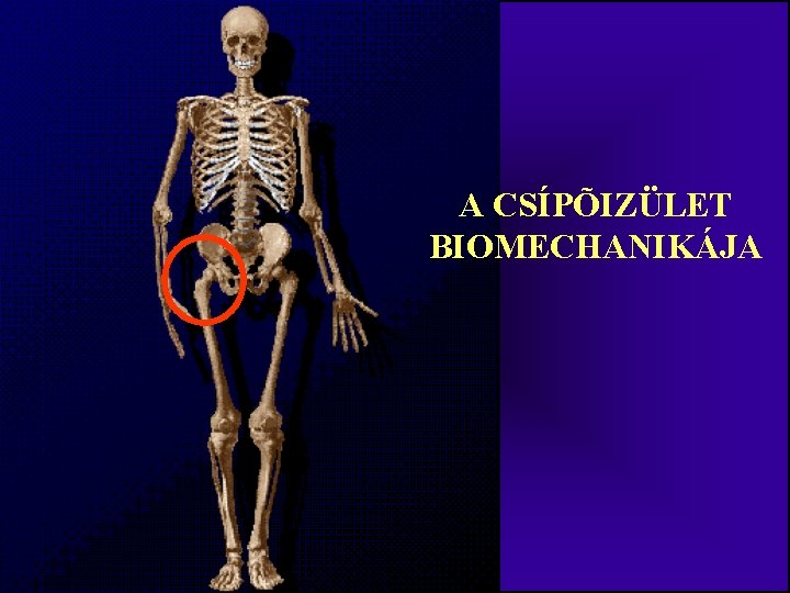A csípőízület 1 fokos artrózisa Ortopédia jegyzet | authorkerekpar.hu