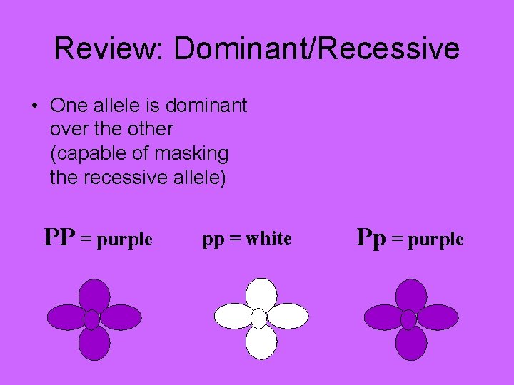 Review: Dominant/Recessive • One allele is dominant over the other (capable of masking the