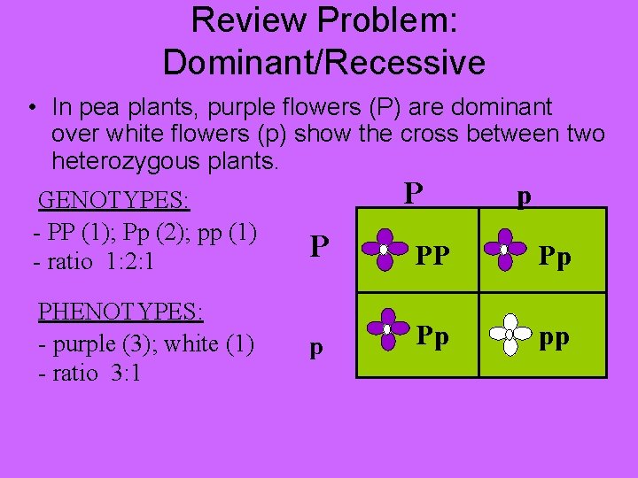 Review Problem: Dominant/Recessive • In pea plants, purple flowers (P) are dominant over white