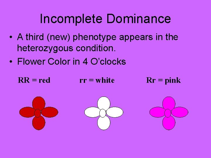 Incomplete Dominance • A third (new) phenotype appears in the heterozygous condition. • Flower Incomplete Dominance • A third (new) phenotype appears in the heterozygous condition. • Flower