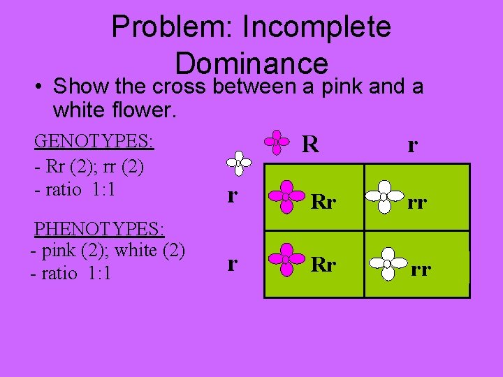 Problem: Incomplete Dominance • Show the cross between a pink and a white flower.