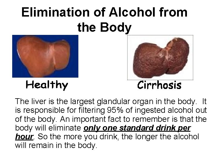 Elimination of Alcohol from the Body The liver is the largest glandular organ in