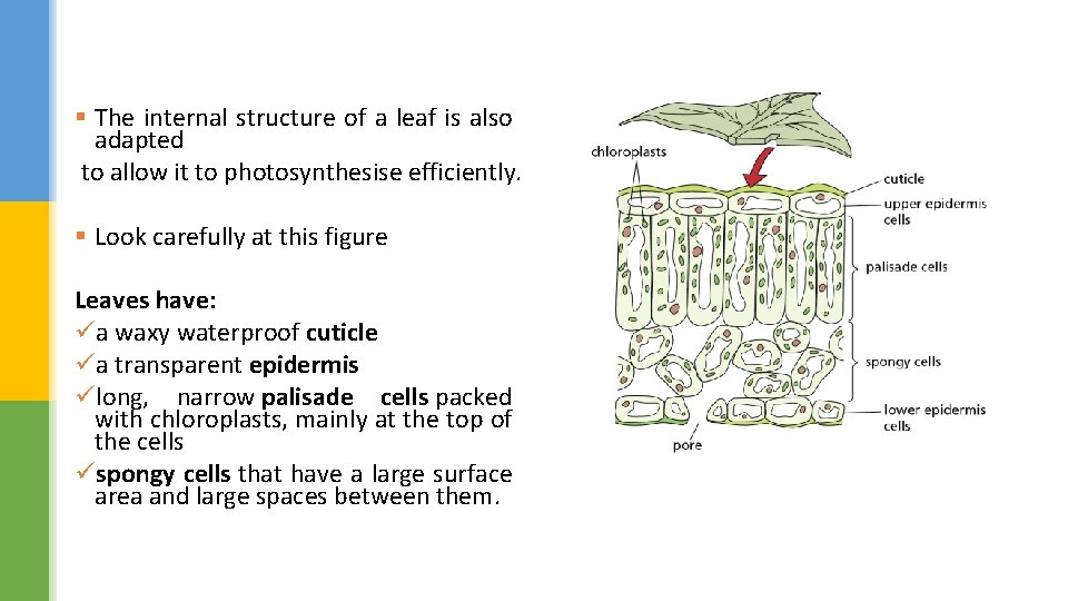 § The internal structure of a leaf is also adapted to allow it to