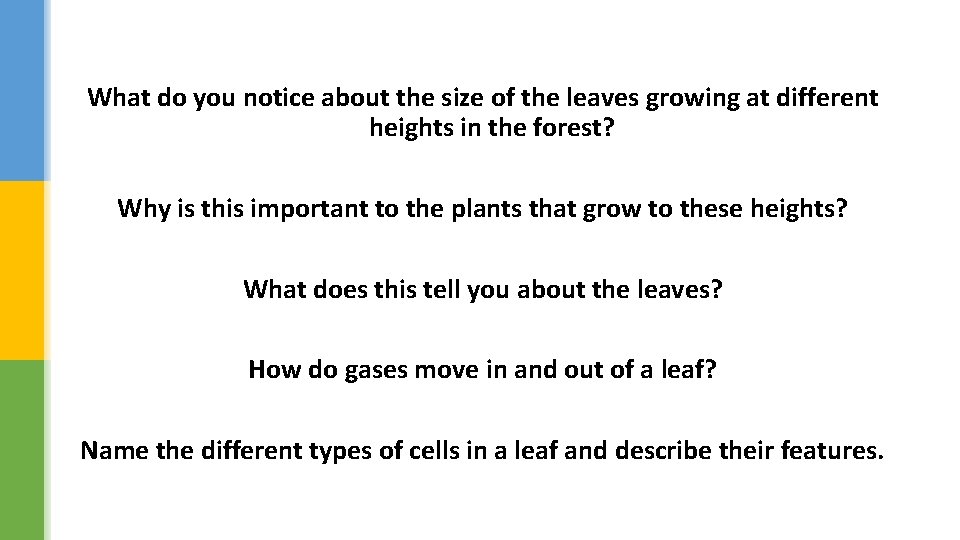 What do you notice about the size of the leaves growing at different heights