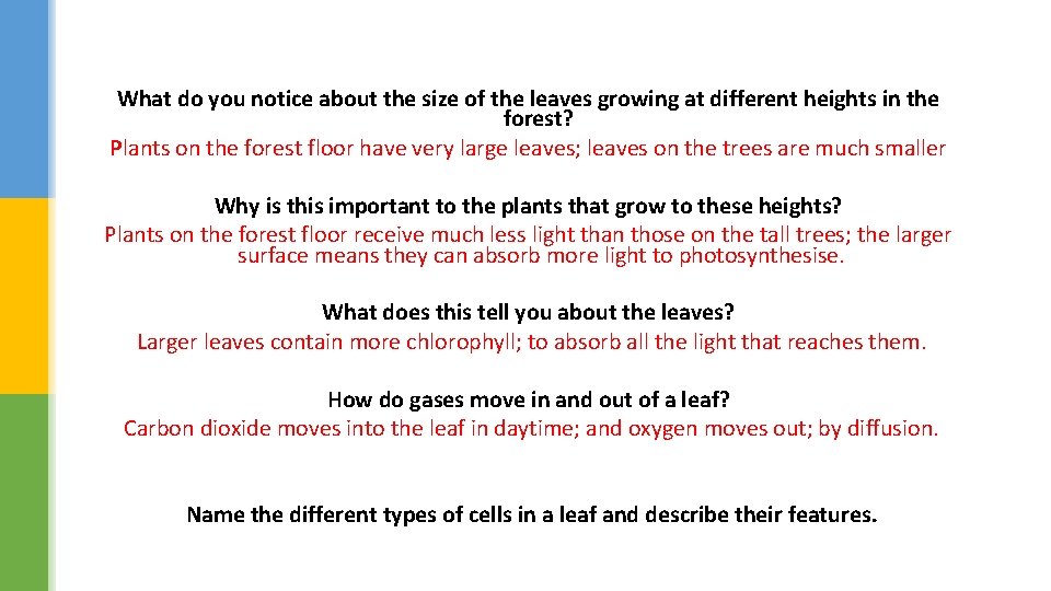 What do you notice about the size of the leaves growing at different heights