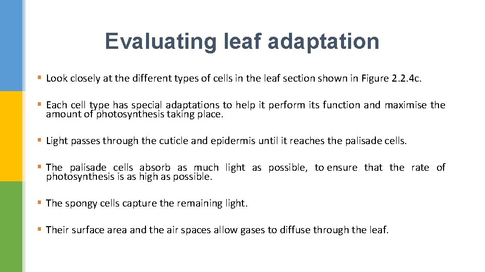 Evaluating leaf adaptation § Look closely at the different types of cells in the