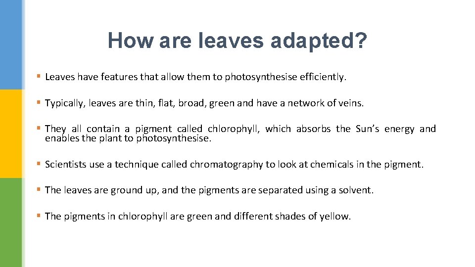 How are leaves adapted? § Leaves have features that allow them to photosynthesise efficiently.