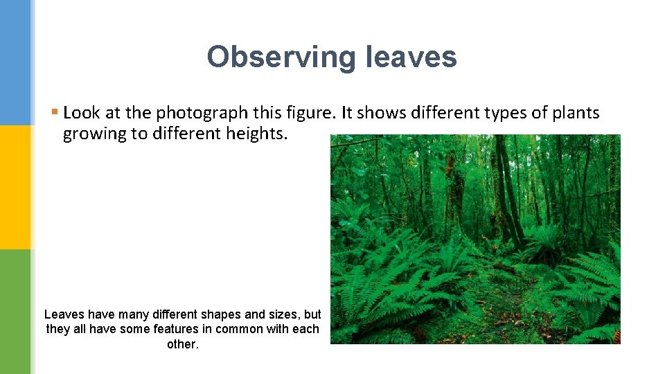 Observing leaves § Look at the photograph this figure. It shows different types of