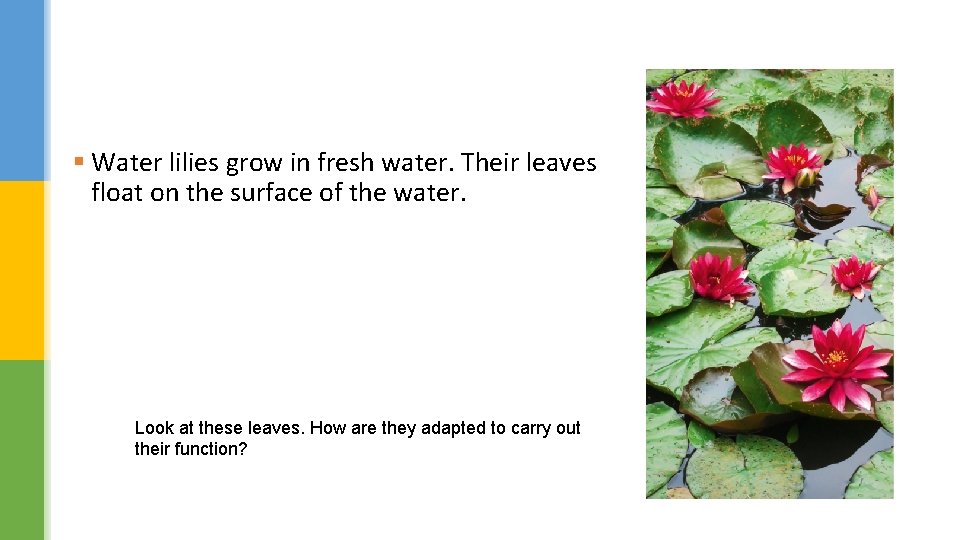 § Water lilies grow in fresh water. Their leaves float on the surface of