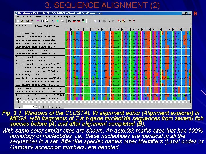 3. SEQUENCE ALIGNMENT (2) В Fig. 3. 1. Windows of the CLUSTAL W alignment