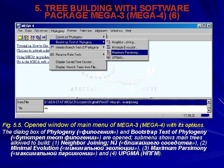 5. TREE BUILDING WITH SOFTWARE PACKAGE MEGA-3 (MEGA-4) (6) Fig. 5. 5. Opened window