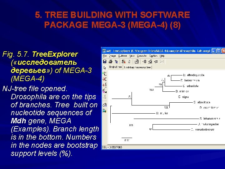 5. TREE BUILDING WITH SOFTWARE PACKAGE MEGA-3 (MEGA-4) (8) Fig. 5. 7. Tree. Explorer