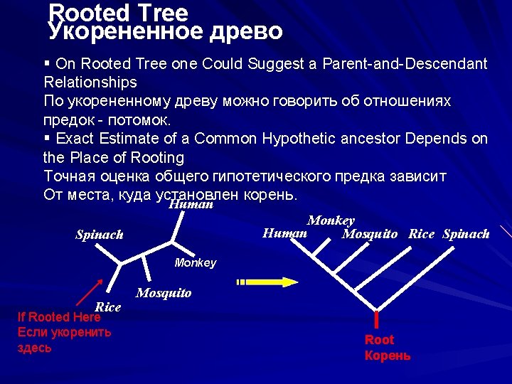 Rooted Tree Укорененное древо § On Rooted Tree one Could Suggest a Parent-and-Descendant Relationships