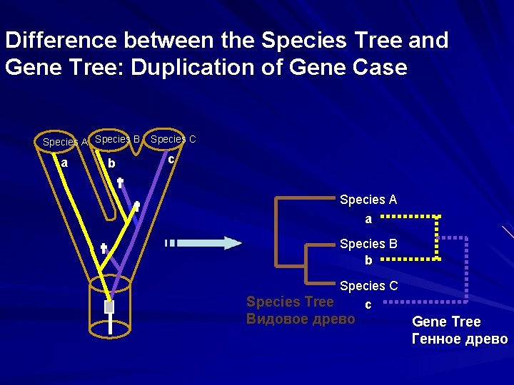 Difference between the Species Tree and Gene Tree: Duplication of Gene Case Species A