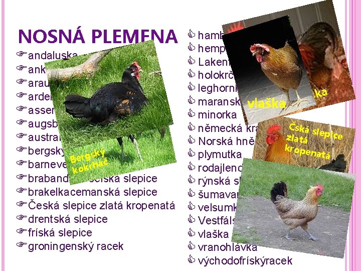 NOSNÁ PLEMENA hamburčanka hempšírka andaluska Lakenfeldka ankuna holokrčka araukana leghornka a k š ardeňanka