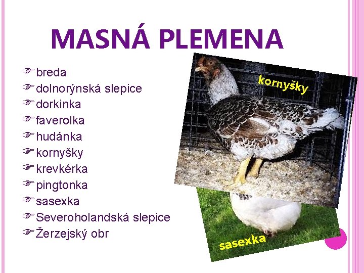 MASNÁ PLEMENA breda dolnorýnská slepice dorkinka faverolka hudánka kornyšky krevkérka pingtonka sasexka Severoholandská slepice