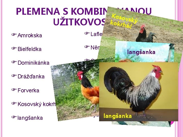PLEMENA S KOMBINOVANOU Koso vský k UŽITKOVOSTÍokrháč Amrokska Lafleška Bielfeldka Německá říšská slepice Dominikánka