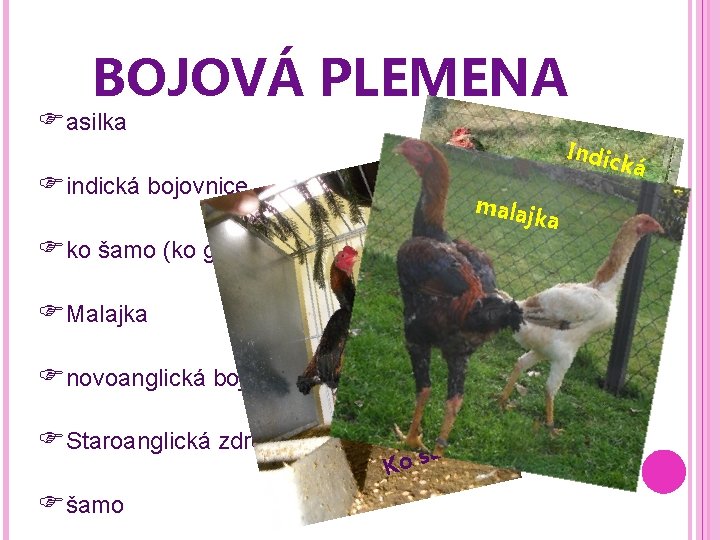 BOJOVÁ PLEMENA asilka Indic bojo ká vnic e mala jka indická bojovnice ko šamo