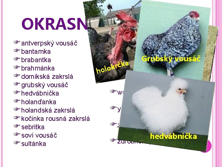 OKRASNÁ PLEMENA sebri tka antverpský vousáč sumatranka bantamka Grubský vousáč šabo (japonky) brabantka ka
