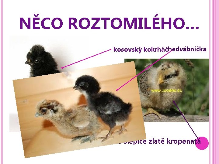 NĚCO ROZTOMILÉHO… • kosovský kokrháčhedvábnička Česká slepice zlatě kropenatá 