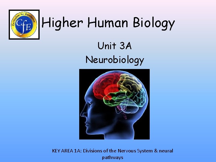 Higher Human Biology Unit 3 A Neurobiology KEY AREA 1 A: Divisions of the