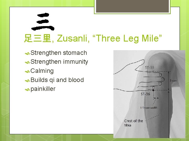 足三里, Zusanli, “Three Leg Mile” Strengthen stomach Strengthen immunity Calming Builds qi and blood