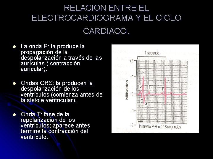 RELACION ENTRE EL ELECTROCARDIOGRAMA Y EL CICLO CARDIACO. l La onda P: la produce