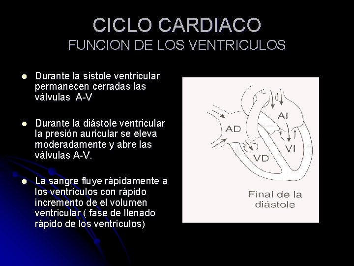 CICLO CARDIACO FUNCION DE LOS VENTRICULOS l Durante la sístole ventricular permanecen cerradas las