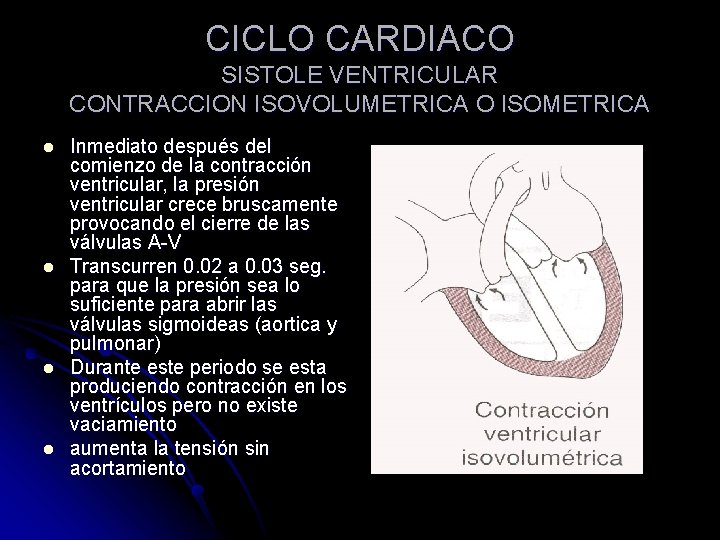 CICLO CARDIACO SISTOLE VENTRICULAR CONTRACCION ISOVOLUMETRICA O ISOMETRICA l l Inmediato después del comienzo