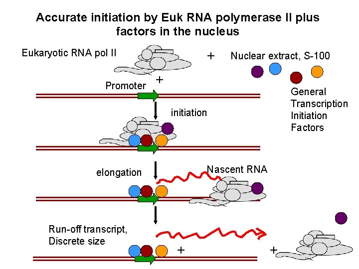 Accurate initiation by Euk RNA polymerase II plus factors in the nucleus Eukaryotic RNA Accurate initiation by Euk RNA polymerase II plus factors in the nucleus Eukaryotic RNA