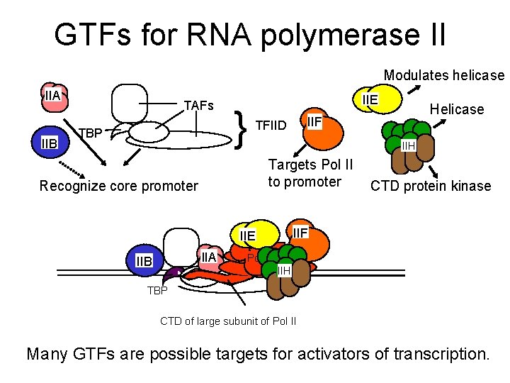 GTFs for RNA polymerase II Modulates helicase IIA IIB TAFs TBP } IIE IIH GTFs for RNA polymerase II Modulates helicase IIA IIB TAFs TBP } IIE IIH